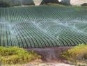 Conventional crop irrigation with sprinklers