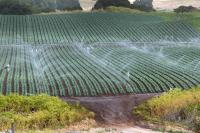 Conventional crop irrigation with sprinklers