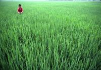 Rice farmer in field