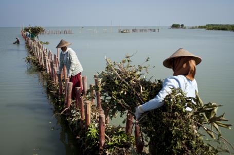 Local communities in Demak help construct temporary barriers from poles and brushwood. This will allow mangroves to regenerate naturally, which will protect the hinterland from further erosion. Photo by Nanang Sujana / Wetlands International