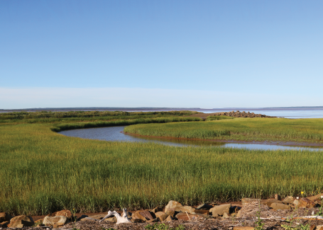 Salt marshes, like this one in Nova Scotia, are a nature-based solution that can reduce coastal flooding and protect communities. Photo credit to Trish Hartmann/Flickr