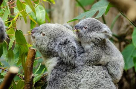 Koala with baby koala in trees