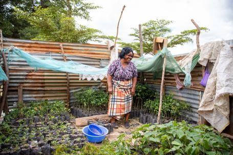 ​ “绿带运动”中，主要由妇女领导的肯尼亚社区团体在全国各地种植了5000多万棵树  ​