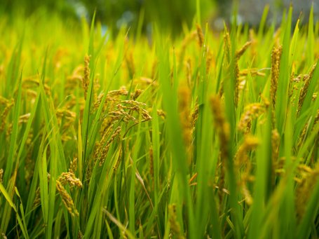 Rice feild