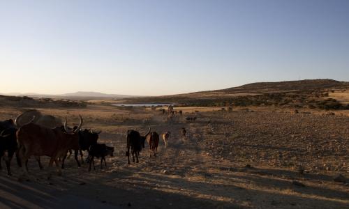 People drive herds of oxen and sheep great distances to water them at this reservoir.