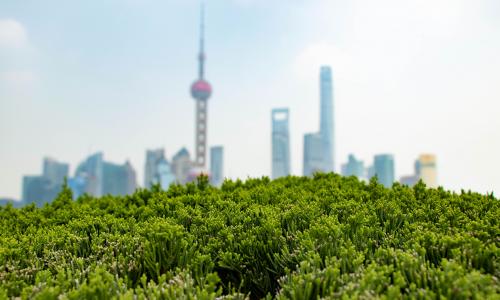 A close-up of shrubbery with skyscrapers in the distant background.