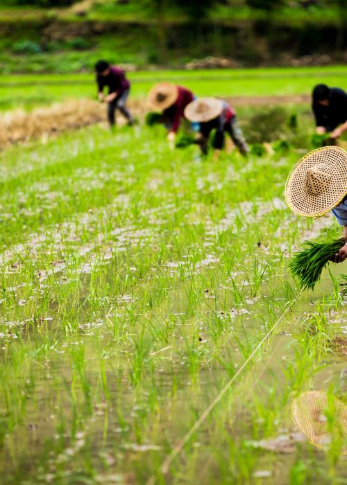 Farmers harvesting in a flooded field